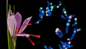 Biyologlar Safran Bitkisinin Genetik Kökenini Açıkladı