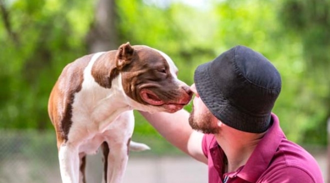 Bilim insanları açıkladı.KÖPEKLER SAKALLI ERKEKLERDEN DAHA TEMİZ