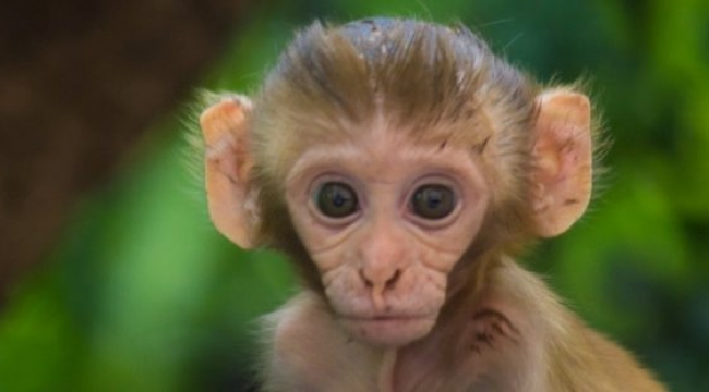 İnsan Beyni Genlerine Sahip Maymunlar Üretildi