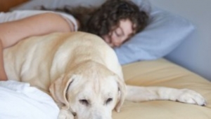 Kadınlar için bir köpekle uyumak bir erkekle uyumaktan daha iyi