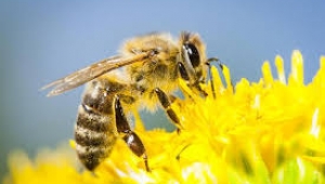 Dünyanın geleceği arılara bağlı