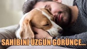 Bilim insanları açıkladı: Köpek sahibi olmak...