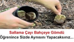 Sallama çayı bahçeye gömün, mucizeye tanık olun!