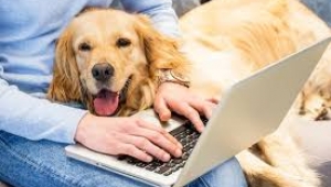 Sayacın yanından köpeğinizi çekin, endeks bilgilerini okuyamıyoruz...