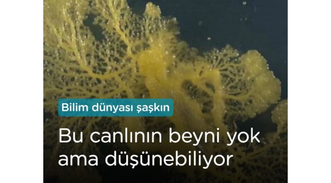 Beyni olmayan canlı 'Blob' şaşkınlık yarattı