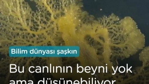 Beyni olmayan canlı 'Blob' şaşkınlık yarattı