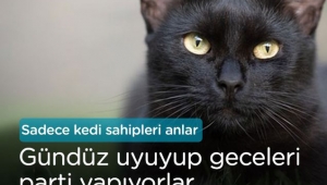 Kedi sahiplerinin yaşadığı komik anlar