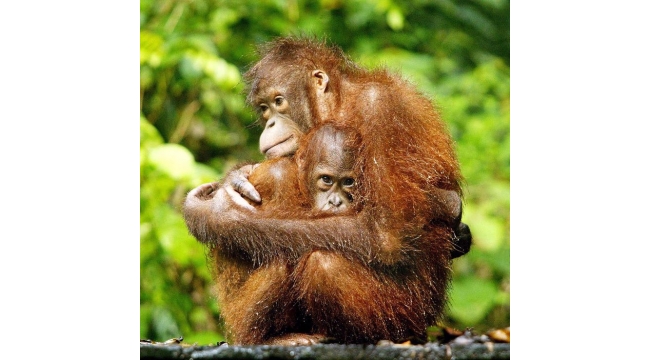 Orangutanlar geçmiş hakkında konuşuyor