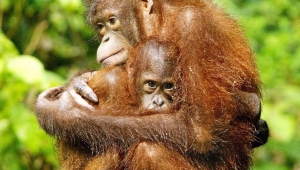 Orangutanlar geçmiş hakkında konuşuyor