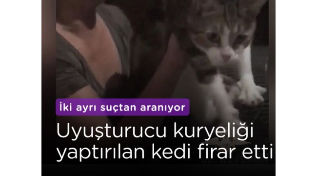 Uyuşturucu kuryesi kedi firar etti