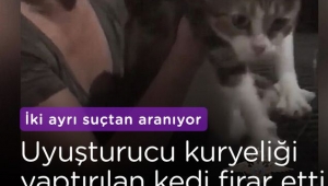 Uyuşturucu kuryesi  kedi firar etti