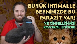 Kedinizin Taşıdığı Parazit, Beyninizi ve Cinsel Dürtülerinizi Nasıl Kontrol Ediyor?