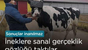 Rusya'da ineklere sanal gerçeklik gözlüğü takıldı