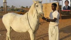 Sudan'dan getirilecek at eti, Meclis gündeminde: "Nerede kullanılacak?"