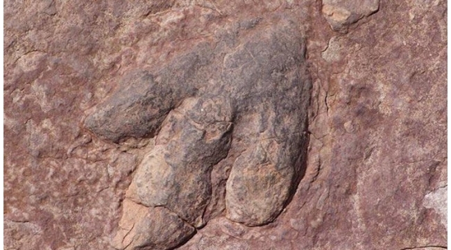 11 milyon yıllık 'ölüm meleği' bulundu