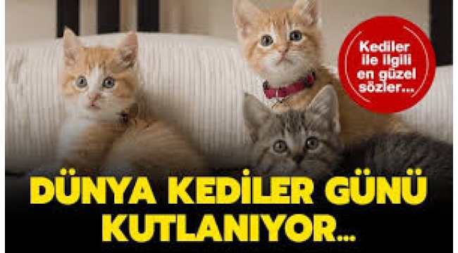 Dünya Kediler Günü'nde, kediler hakkında bilmeniz gereken 5 ilginç bilgi