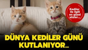 Dünya Kediler Günü'nde, kediler hakkında bilmeniz gereken 5 ilginç bilgi