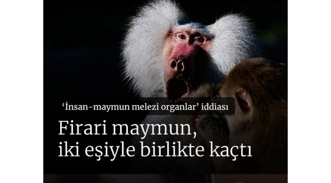 Firari babun, iki eşiyle birlikte kaçtı