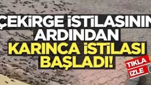 Çekirge istilası sonrası Umman'da karınca istilası