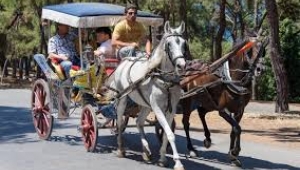 Ada atları için son gelişmeler