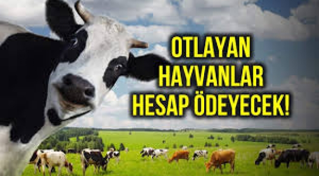 Köylü merada hayvan otlatmak için devlete para ödeyecek!