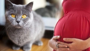 İstenmeyen gebeliğinin sorumlusu evdeki kedi çıktı