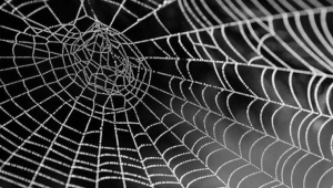 Örümcek ağının sırrı ne?