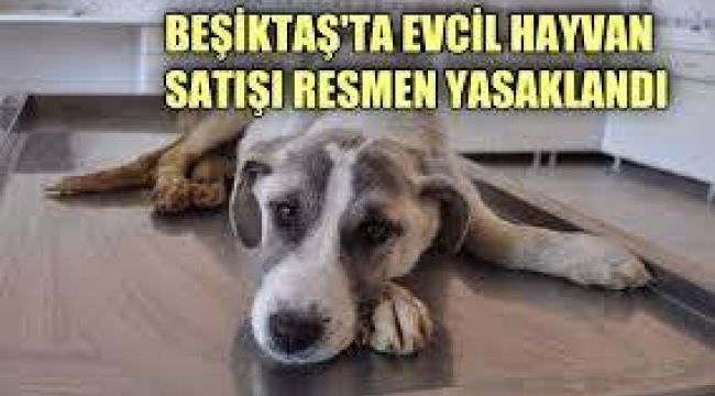 Beşiktaş Belediyesi, evcil hayvan ticaretini resmen yasakladı