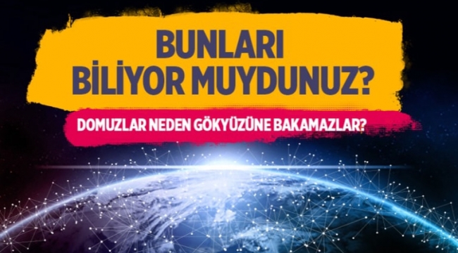 Domuzlar neden gökyüzüne bakamazlar?