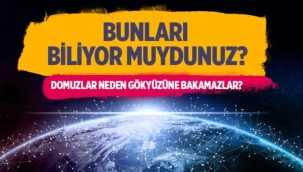 Domuzlar neden gökyüzüne bakamazlar?