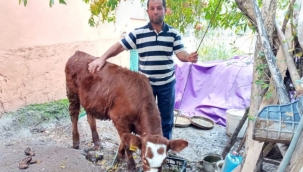 2 aylık buzağıya cinsel saldırı, 'mala zarar verilmedi' ...