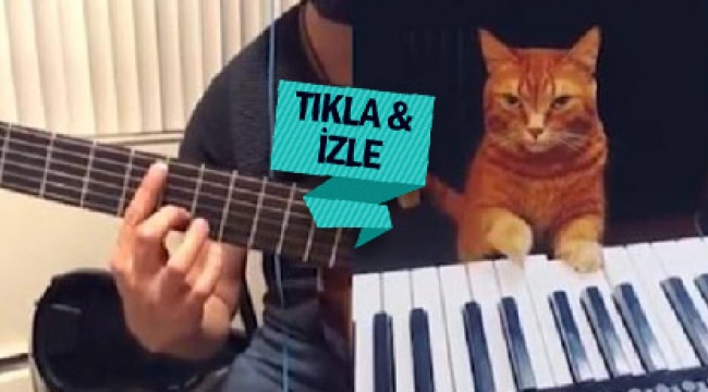 Bu görüntüler diğer kedi videolarından farklı