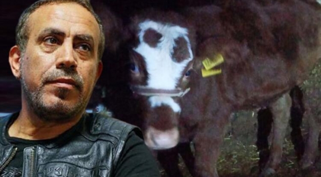 Haluk Levent, cinsel saldırıya uğrayan buzağı ve annesini satın aldı