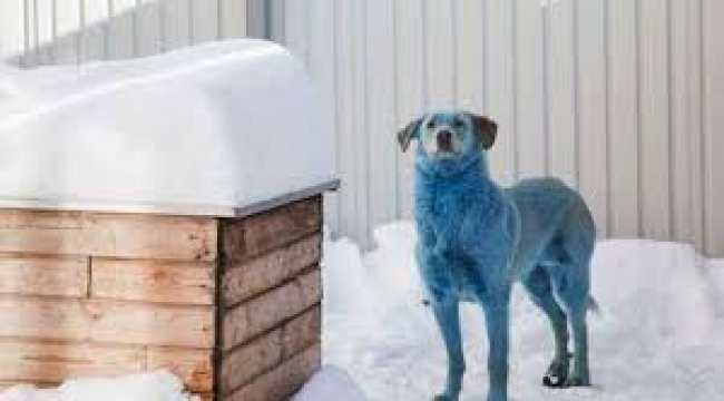 Rusya'da mavi köpeklerden sonra pembe ve yeşil köpekler de görüldü