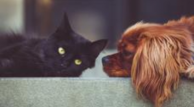 Kedi, köpek ve gelincik sahipleri dikkat!