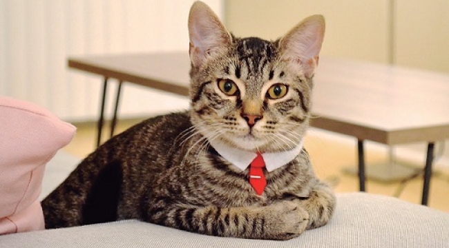 Site bahçesinde 'kedi bakma' kavgasında emsal karar