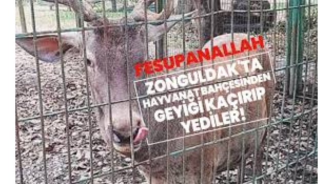 Zonguldak'ta hayvanat bahçesindeki geyiği kaçırıp yediler!