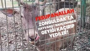 Zonguldak'ta hayvanat bahçesindeki geyiği kaçırıp yediler!