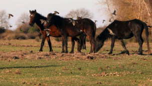 Boğazlıyan İBB'nin Dörtyol Belediyesi'ne verdiği atları araştırdı: "Kıyma-kuşbaşı oldu"