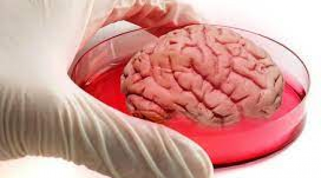 Sırada yapay insan mı var?