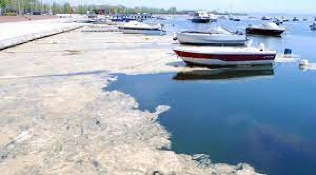 Marmara'yı kimin salyasa sardı?