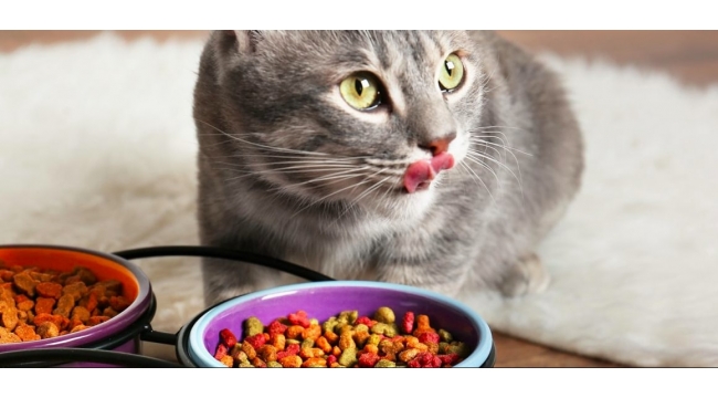Kedi Maması (Açık, Kuru, Konserve, Ödül) Seçerken Bunları Unutmayın!