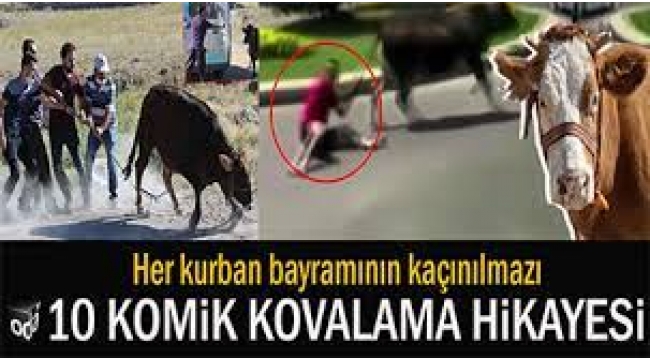 Kurban Bayramının Kaçınılmazı 10 Komik Kovalama Hikayesi