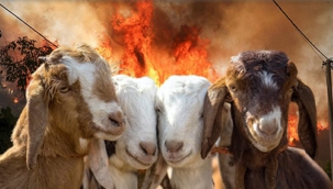 Keçilerin yangın önlemedeki rolünü bilir misiniz