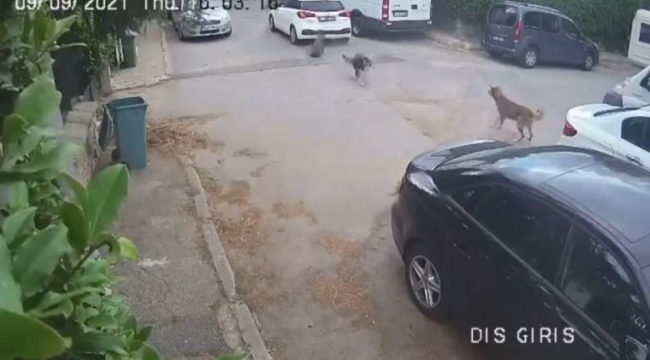 Otomobille yolda yatan köpeğin üzerinden geçti