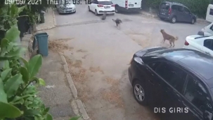 Otomobille yolda yatan köpeğin üzerinden geçti