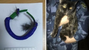 Rusya'da hapishane içinde uyuşturucu taşıyan kedi yakalandı