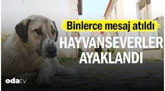 Hayvanseverler ayaklandı