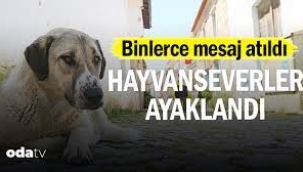 Hayvanseverler ayaklandı