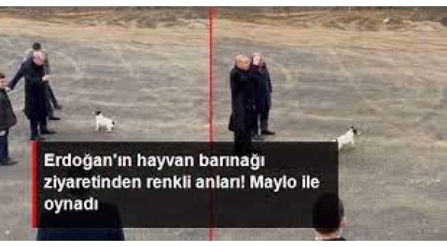 Cumhurbaşkanı Erdoğan'ın hayvan barınağı ziyaretinden renkli anlar! Maylo ile oynadı